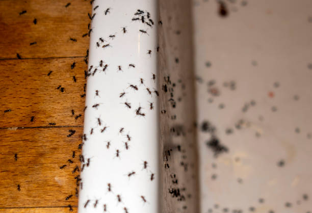 Best Pest Removal Services  in Lakeview, MI