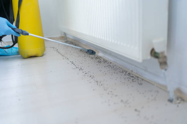 Best Pest Control Treatment  in Lakeview, MI