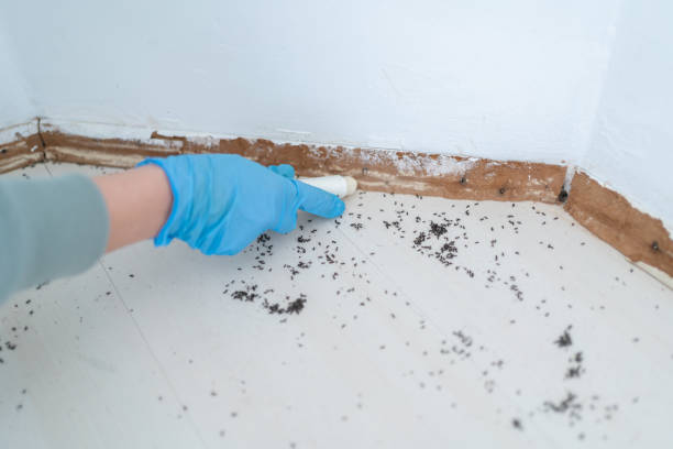 Professional Pest Control in Lakeview, MI